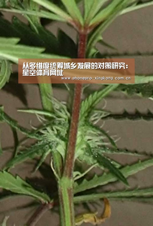 星空体育官网